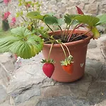 Rural El Nuevo Semellon Aceptamos Mascotas *