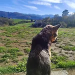 Inn Rural El Nuevo Semellon Aceptamos Mascotas