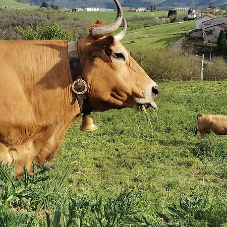 Rural El Nuevo Semellon Aceptamos Mascotas Locanda *