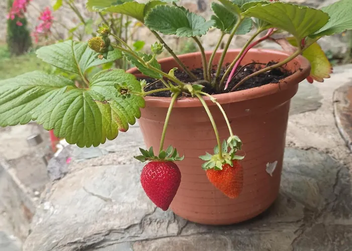 Rural El Nuevo Semellon Aceptamos Mascotas *