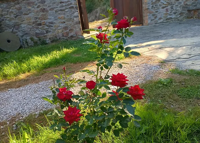 Rural El Nuevo Semellon Aceptamos Mascotas