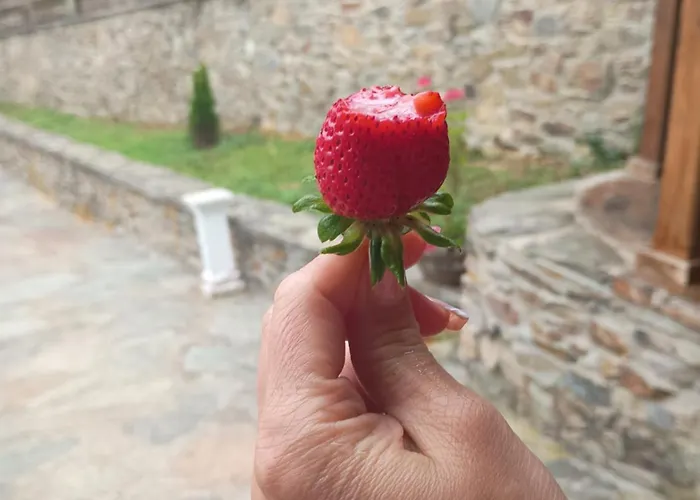 Rural El Nuevo Semellon Aceptamos Mascotas Gasthof La Llama