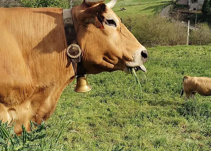 Rural El Nuevo Semellon Aceptamos Mascotas Gasthof *
