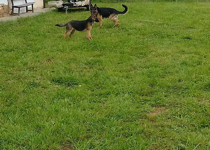 Rural El Nuevo Semellon Aceptamos Mascotas Gasthof La Llama