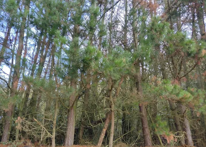 Rural El Nuevo Semellon Aceptamos Mascotas Gasthof *